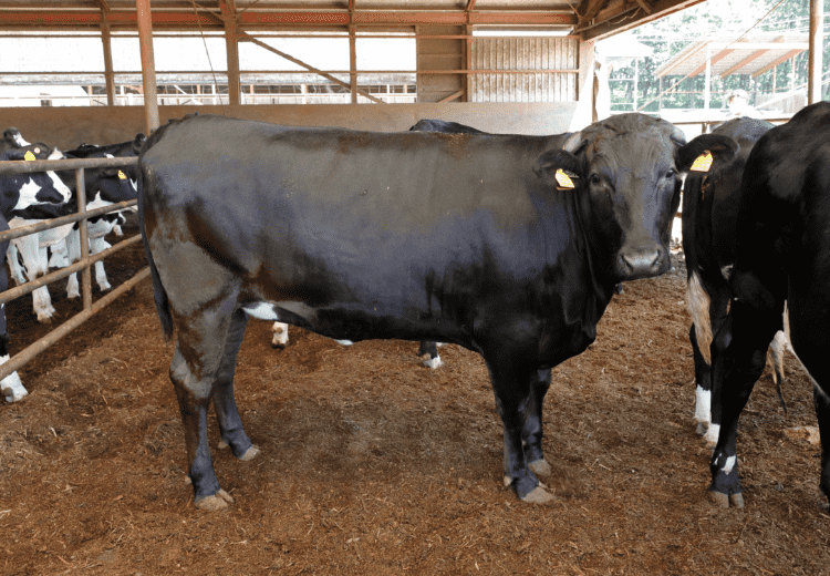 生後24か月齢ほどで出荷になる交雑種『しほろ牛CROSS』は体重800キロくらいになります